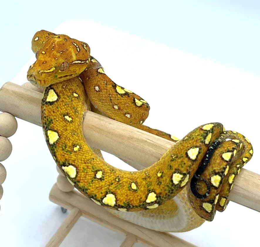 Morelia Viridis High Yellow Padaido 2020,  mixed breed for adoption at Haute Savoie Reptiles, Massongy