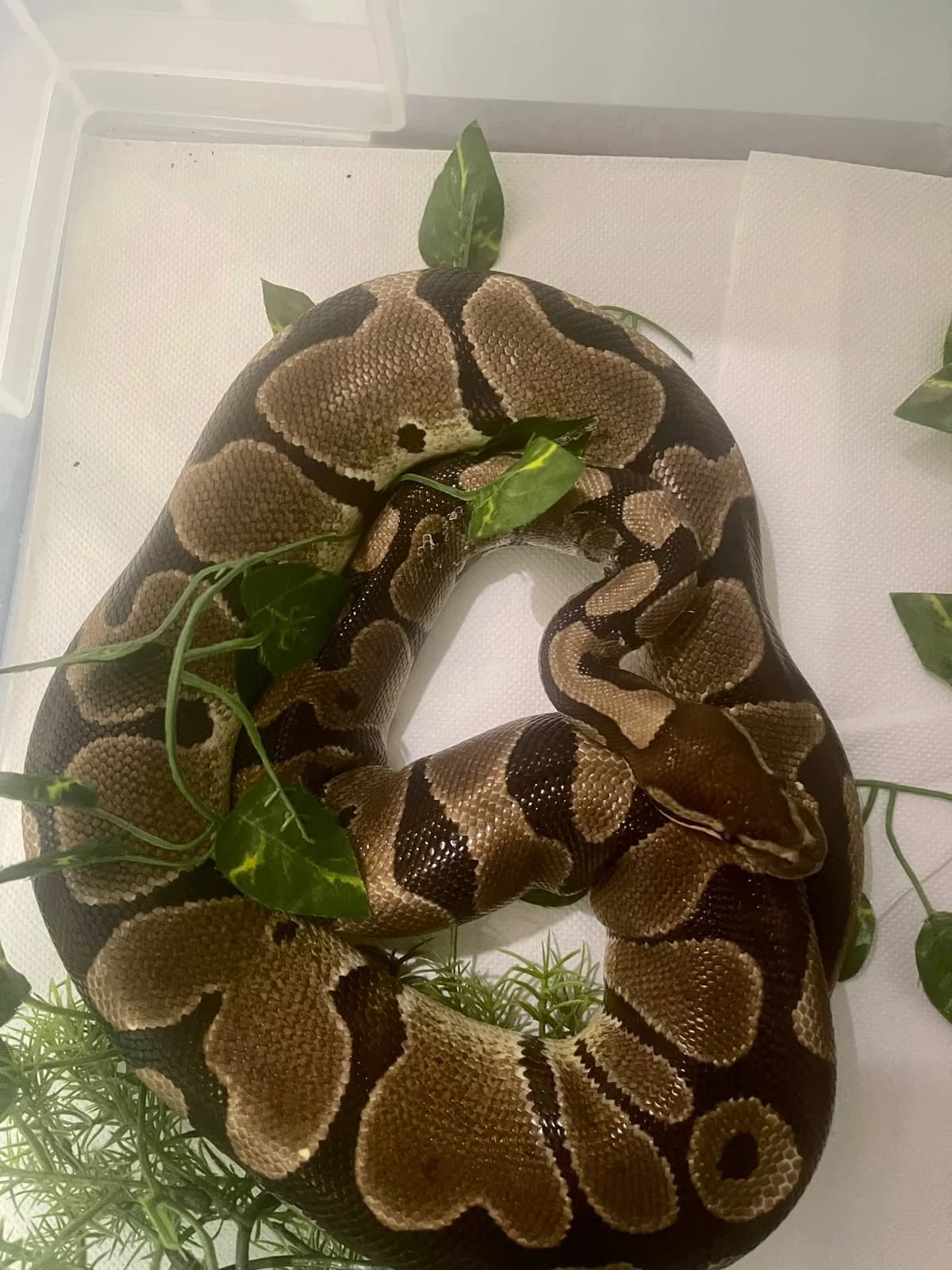 Python royal mâle à l'adoption, male mixed breed for adoption at Haute Savoie Reptiles, Massongy