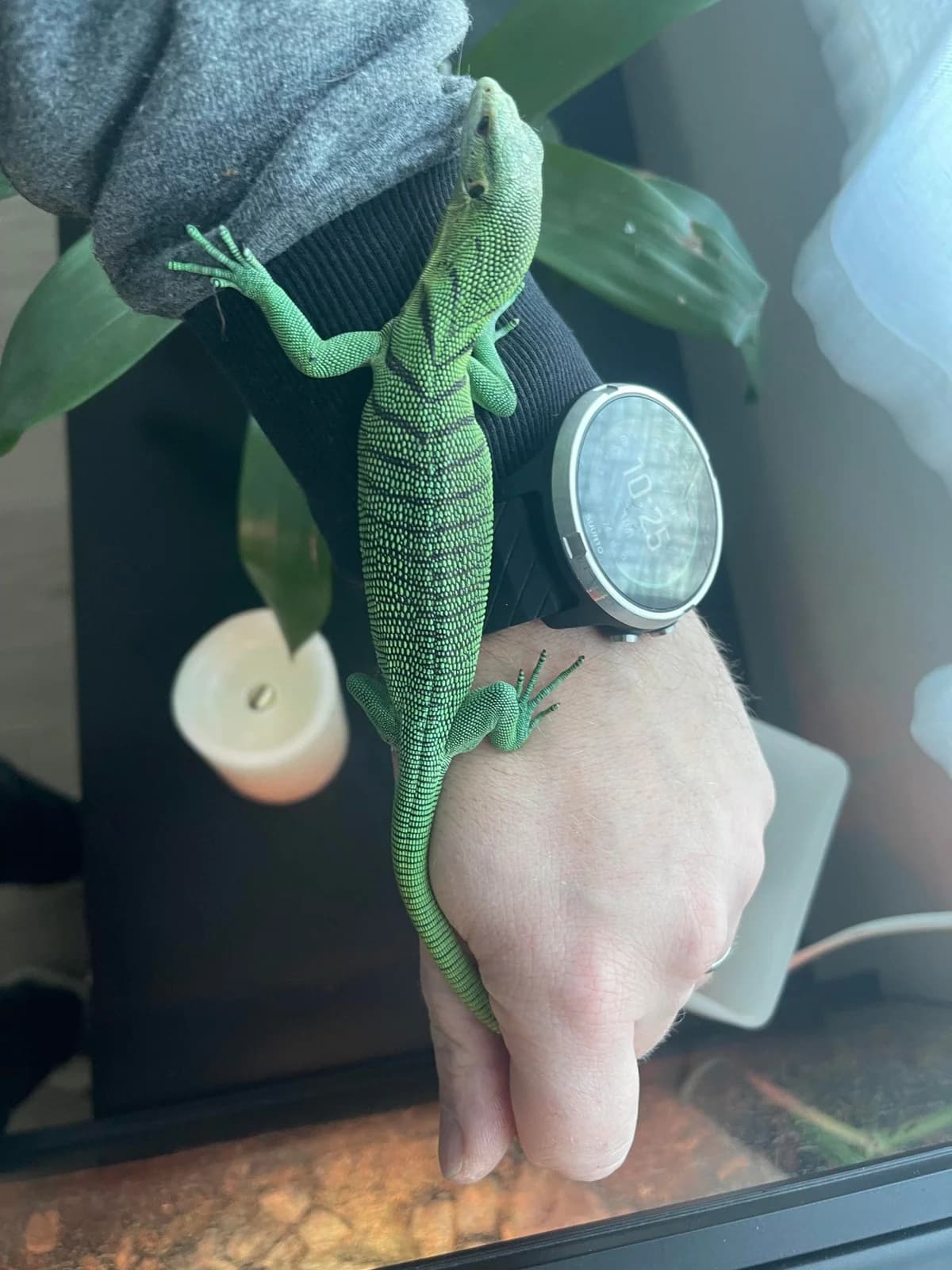 Varanus Prasinus nés 2021 disponibles,  mixed breed for adoption at Haute Savoie Reptiles, Massongy