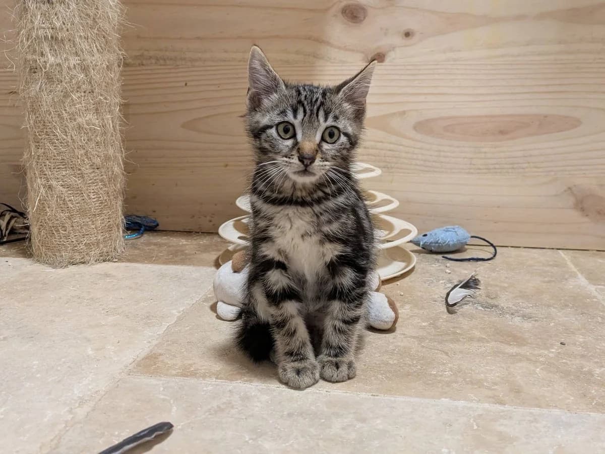Basilis, male puppy Mixed Breed for adoption at Justine and Co