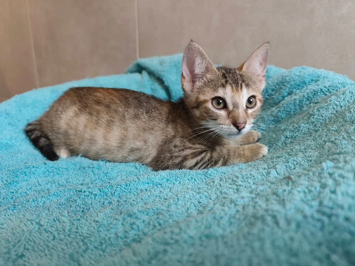 Bergamote, Mixed Breed (Justine and Co)