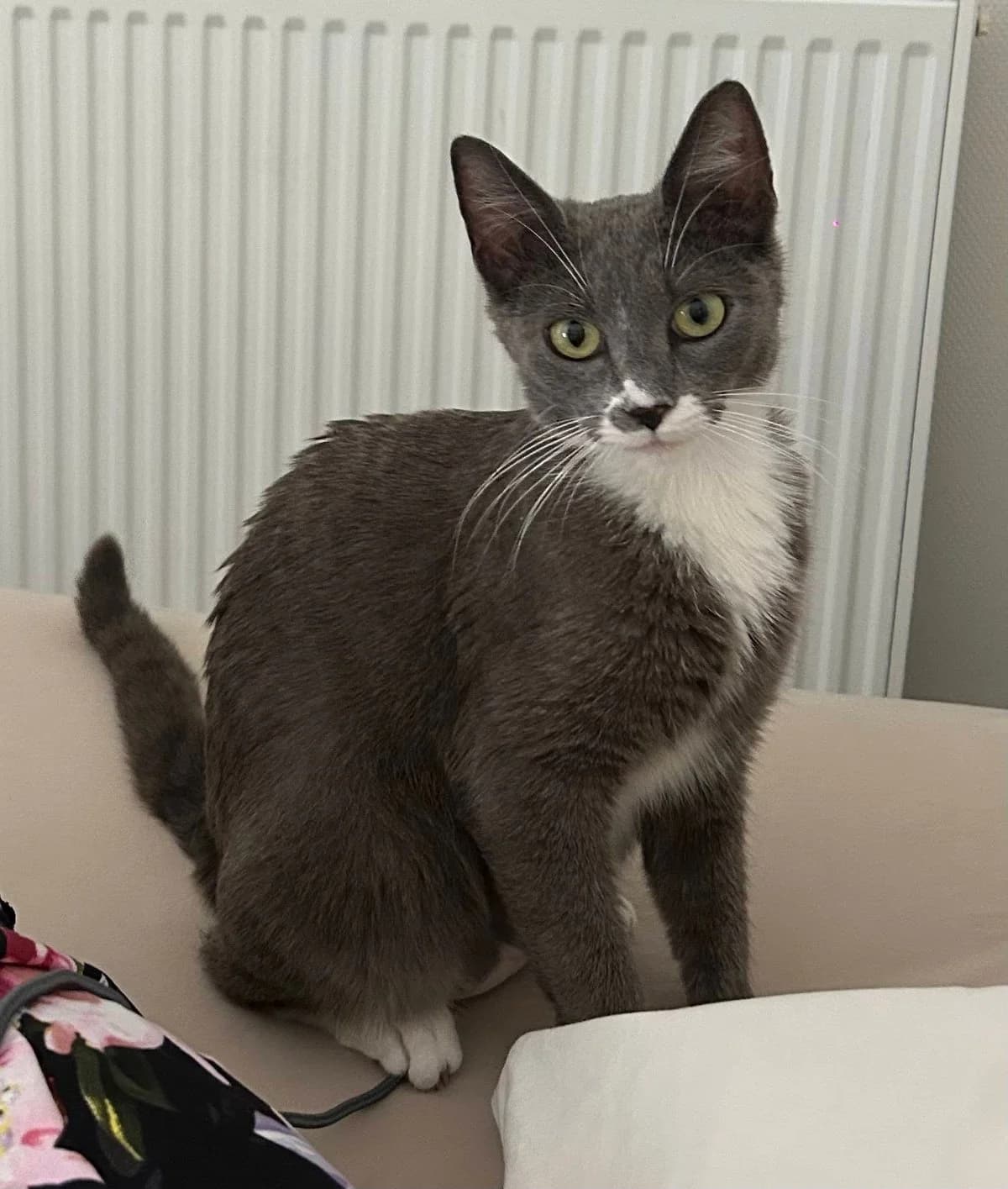 Béryl, female Mixed Breed for adoption at Justine and Co