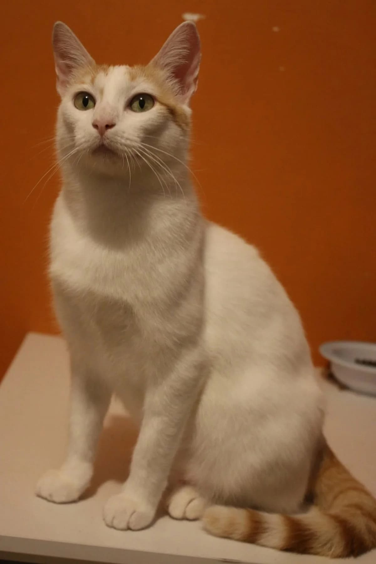 Biobie, female Mixed Breed for adoption at Justine and Co