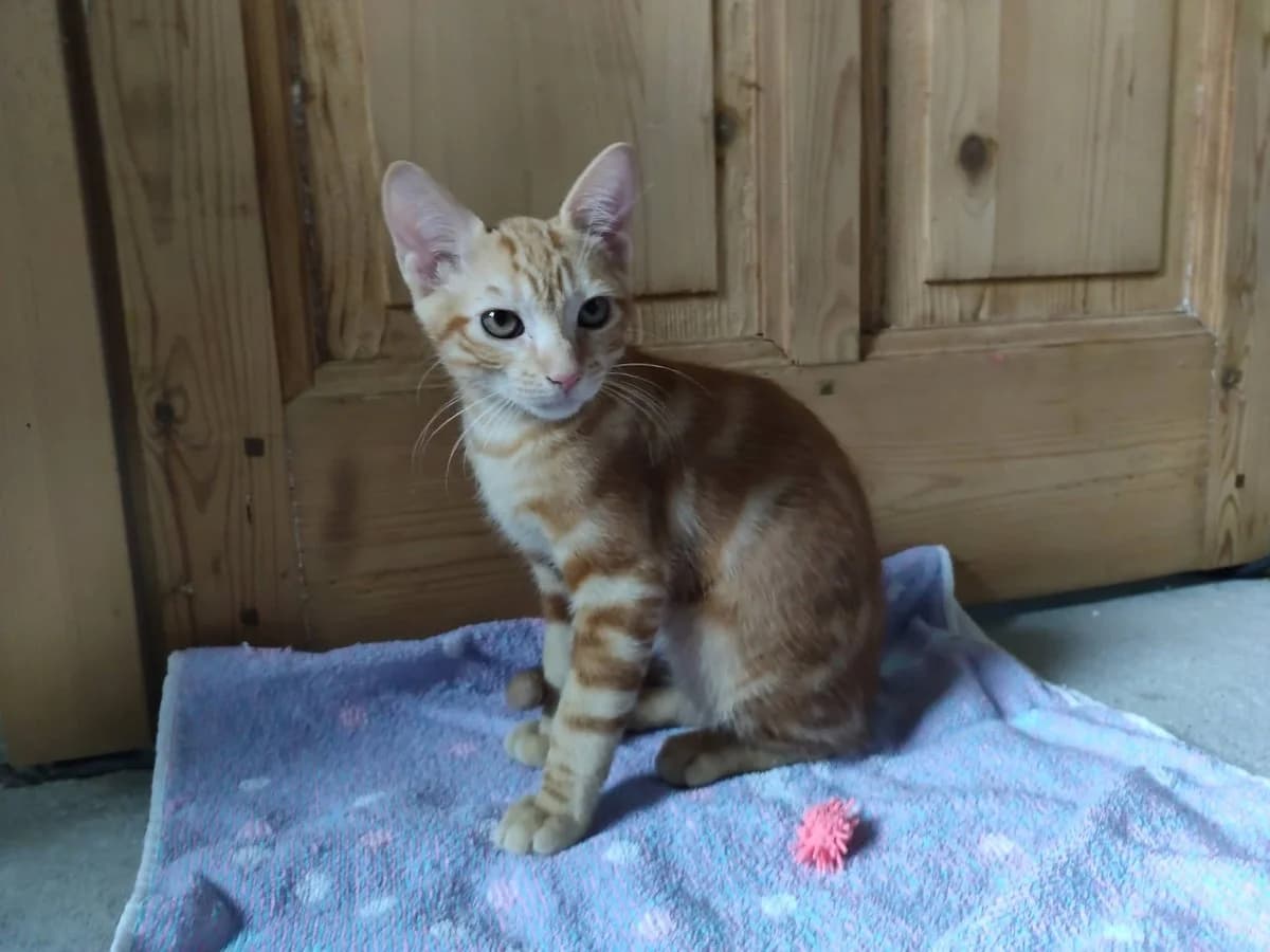 Birou, male Mixed Breed for adoption at Justine and Co