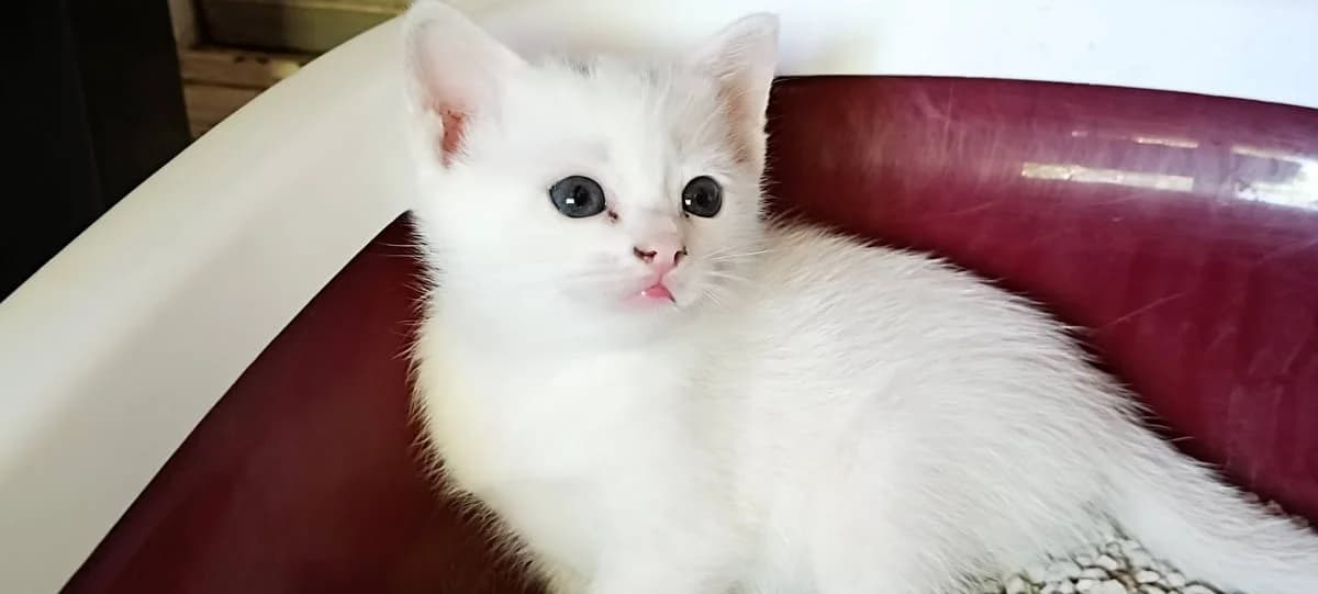 Blanca, Mixed Breed (Justine and Co)
