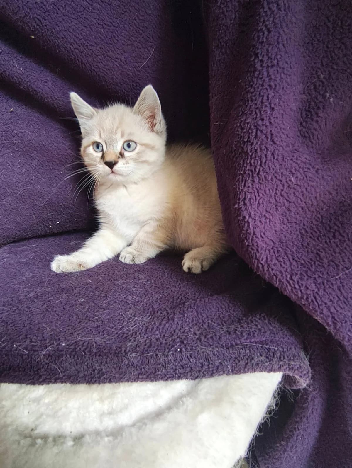 Blue, Mixed Breed (Justine and Co)
