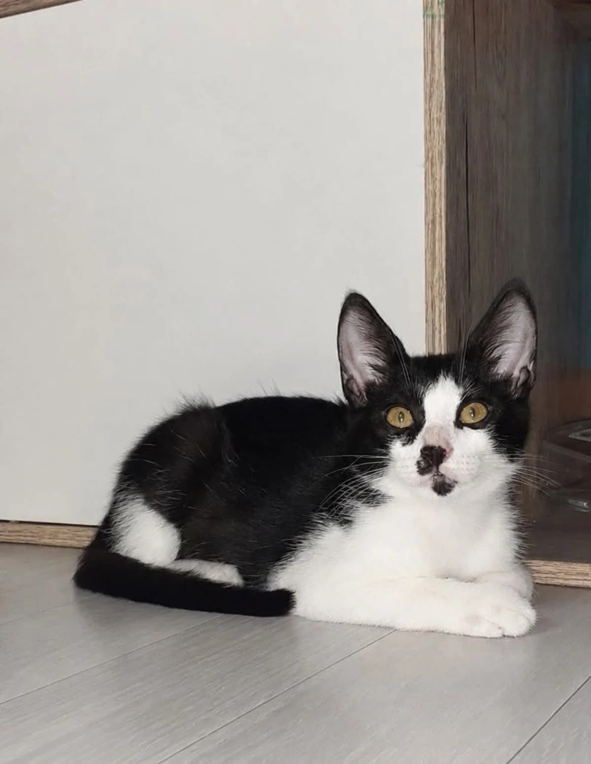 Budy, Mixed Breed (Justine and Co)