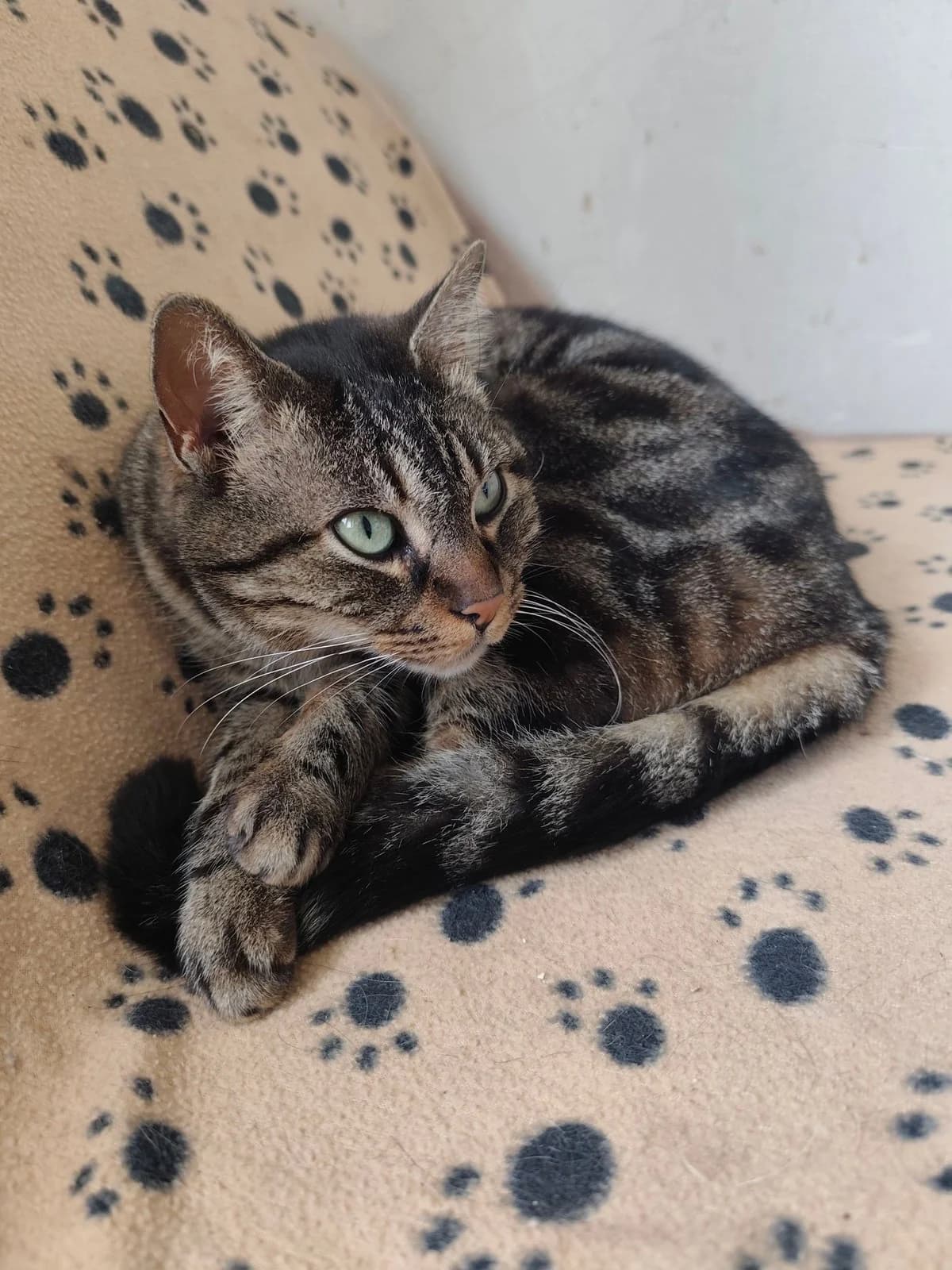 Buffy, Mixed Breed (Justine and Co)