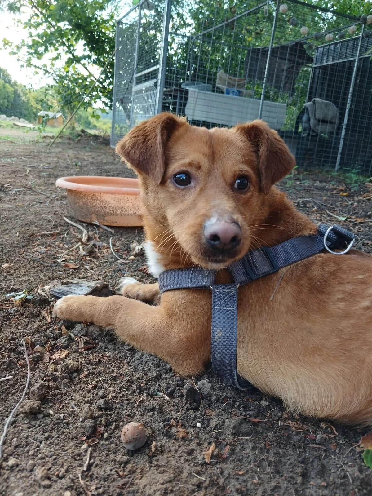 Lucky, Mixed Breed (Justine and Co)