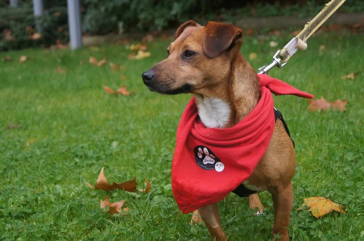 Mickey, male Mixed Breed for adoption at Justine and Co