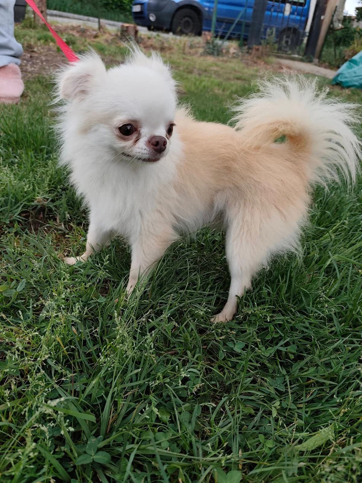 Snoopy, Mixed Breed (Justine and Co)