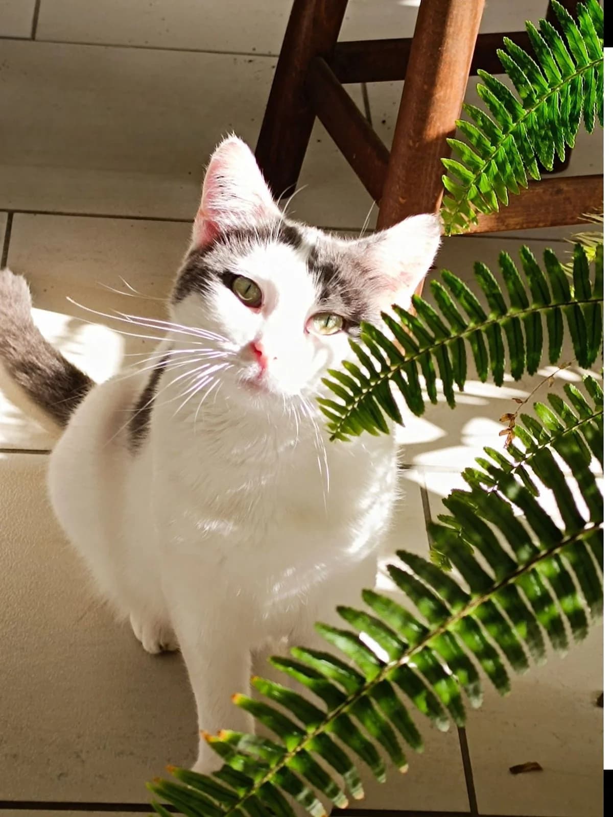 Zimba, Mixed Breed (Justine and Co)