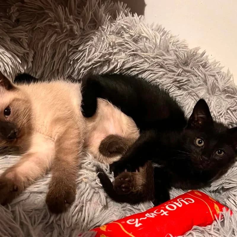Bella et Balthazar, male Mixed Breed for adoption at L, l arche de noe