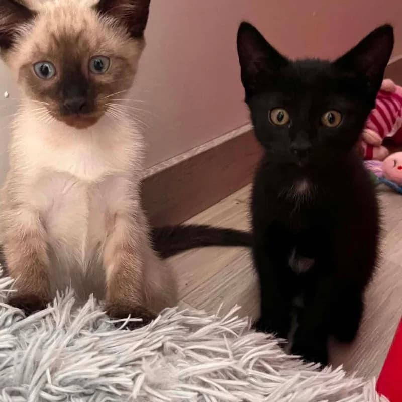 Boréal et Blacky, male Mixed Breed for adoption at L, l arche de noe