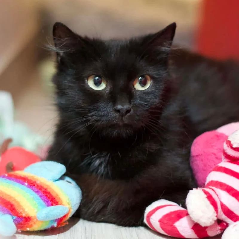 Shadow, female young Mixed Breed for adoption at L, l arche de noe
