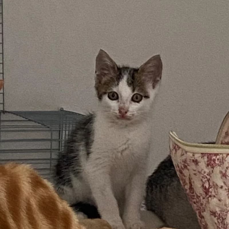 Bonnie, female Mixed Breed for adoption at L, l arche de noe