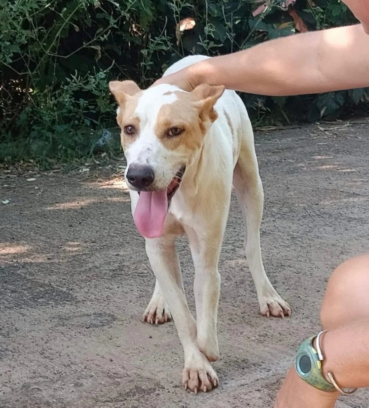 BIXY,  Mixed Breed for adoption at L, l arche d helios