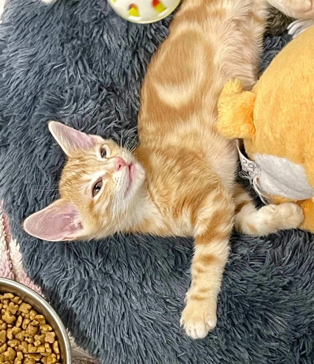Anis,  Mixed Breed for adoption at La Chat'Hyères, Hyères
