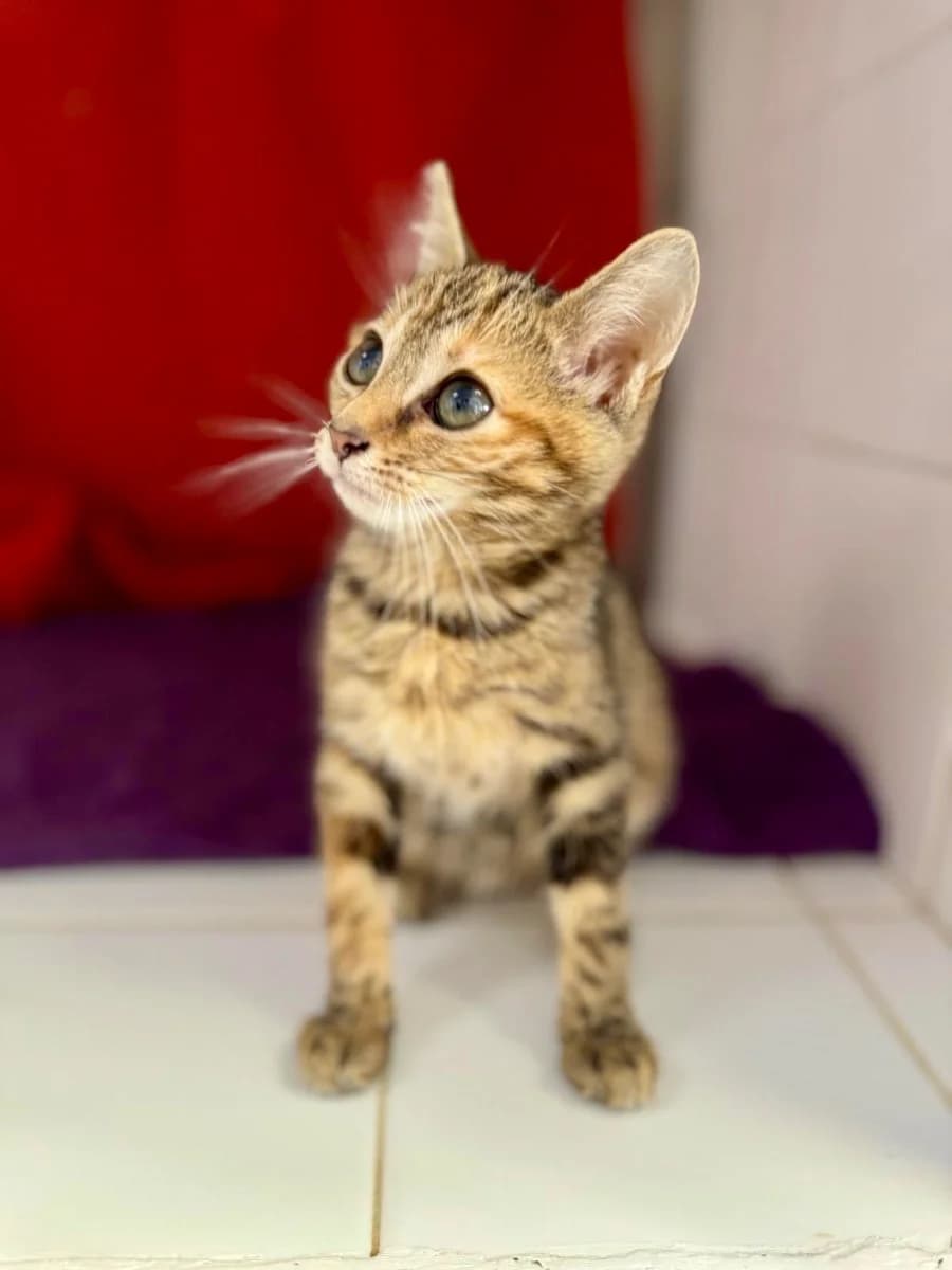 Menthe,  Mixed Breed for adoption at La Chat'Hyères, Hyères