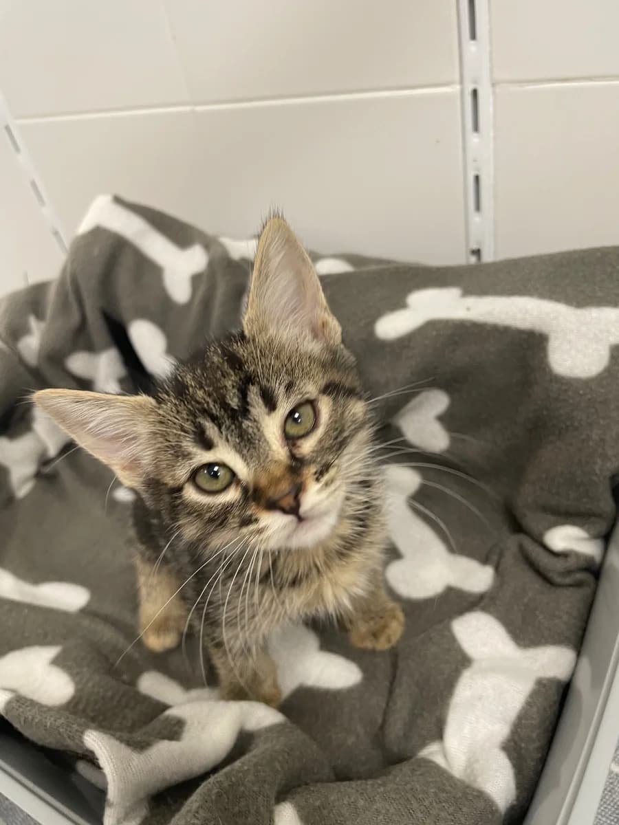 Venise,  Mixed Breed for adoption at La Chat'Hyères, Hyères