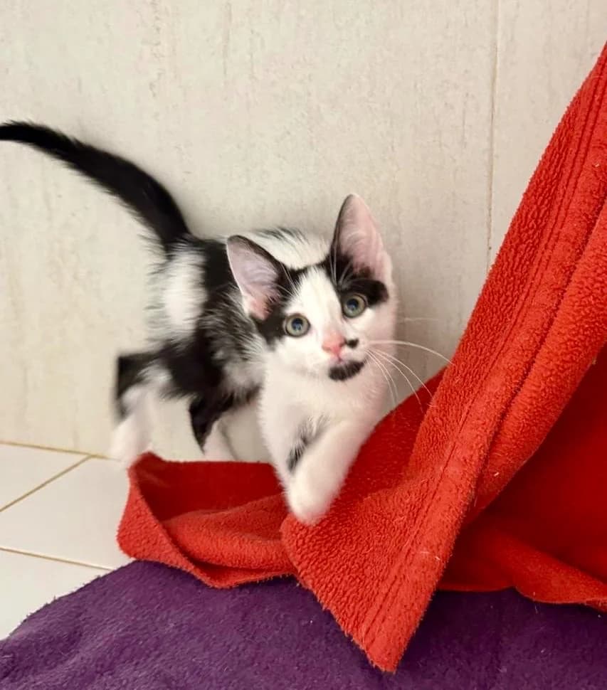Texas,  Mixed Breed for adoption at La Chat'Hyères, Hyères
