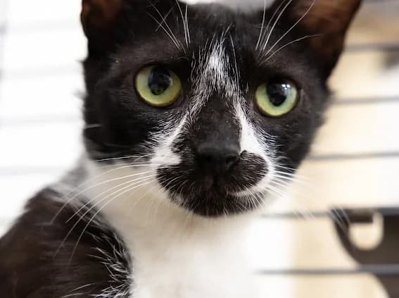 Marie,  Mixed Breed for adoption at La Chat'Hyères, Hyères