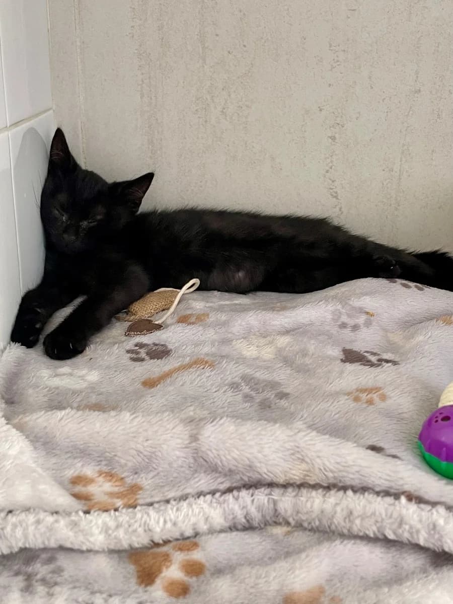 Onyx,  puppy Mixed Breed for adoption at La Chat'Hyères, Hyères