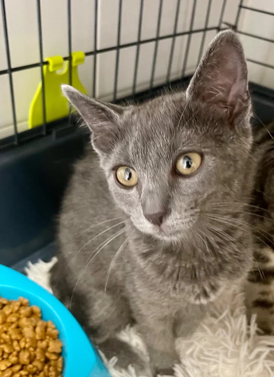 Astra,  Mixed Breed for adoption at La Chat'Hyères, Hyères