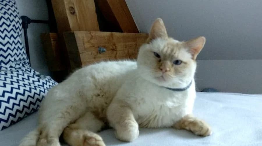 Fantôme, male Mixed Breed for adoption at La Patte Normande, Bolleville