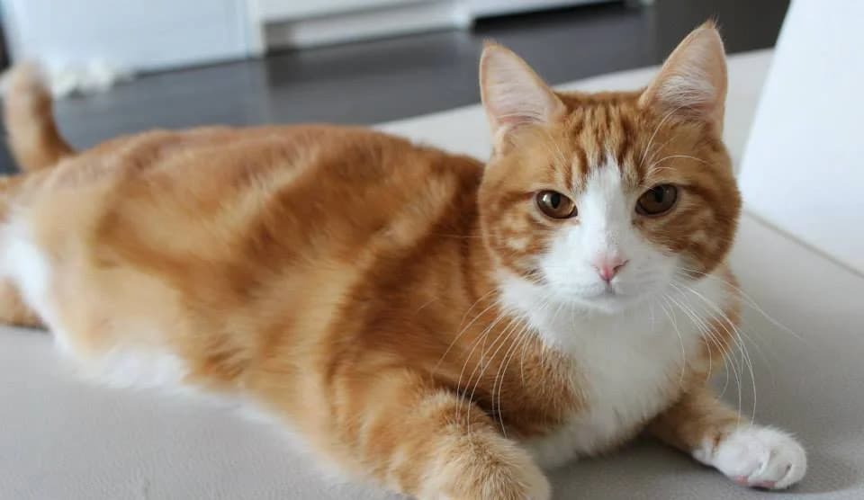 César, male Mixed Breed for adoption at La Patte Normande