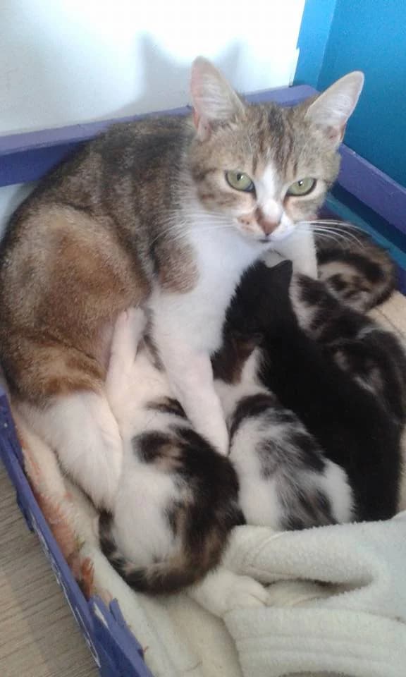 Altéa, male Mixed Breed for adoption at La Patte Normande