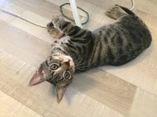 Yoshi,  Mixed Breed for adoption at La Patte Normande