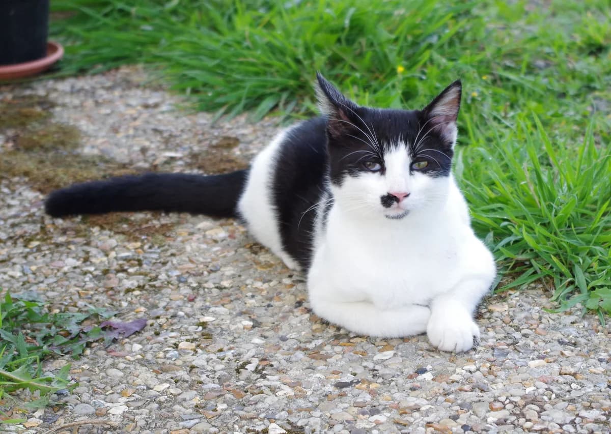 Obélix, male Mixed Breed for adoption at La Patte Normande