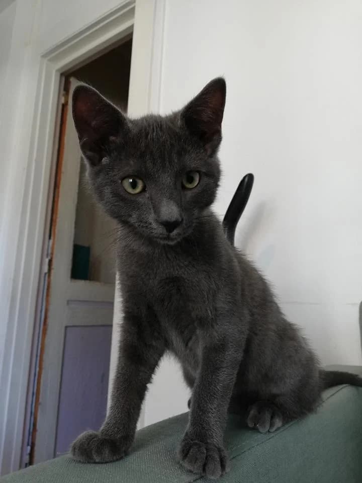 Oguste,  puppy Mixed Breed for adoption at La Patte Normande, Bolleville