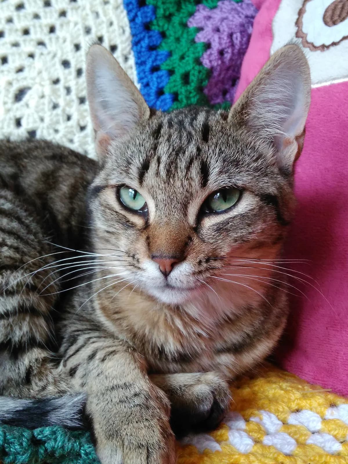 Opium, male Mixed Breed for adoption at La Patte Normande