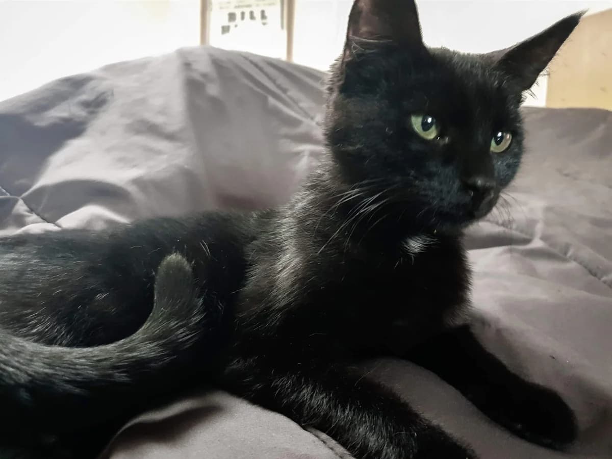 Queenie (Odile), female Mixed Breed for adoption at La Patte Normande