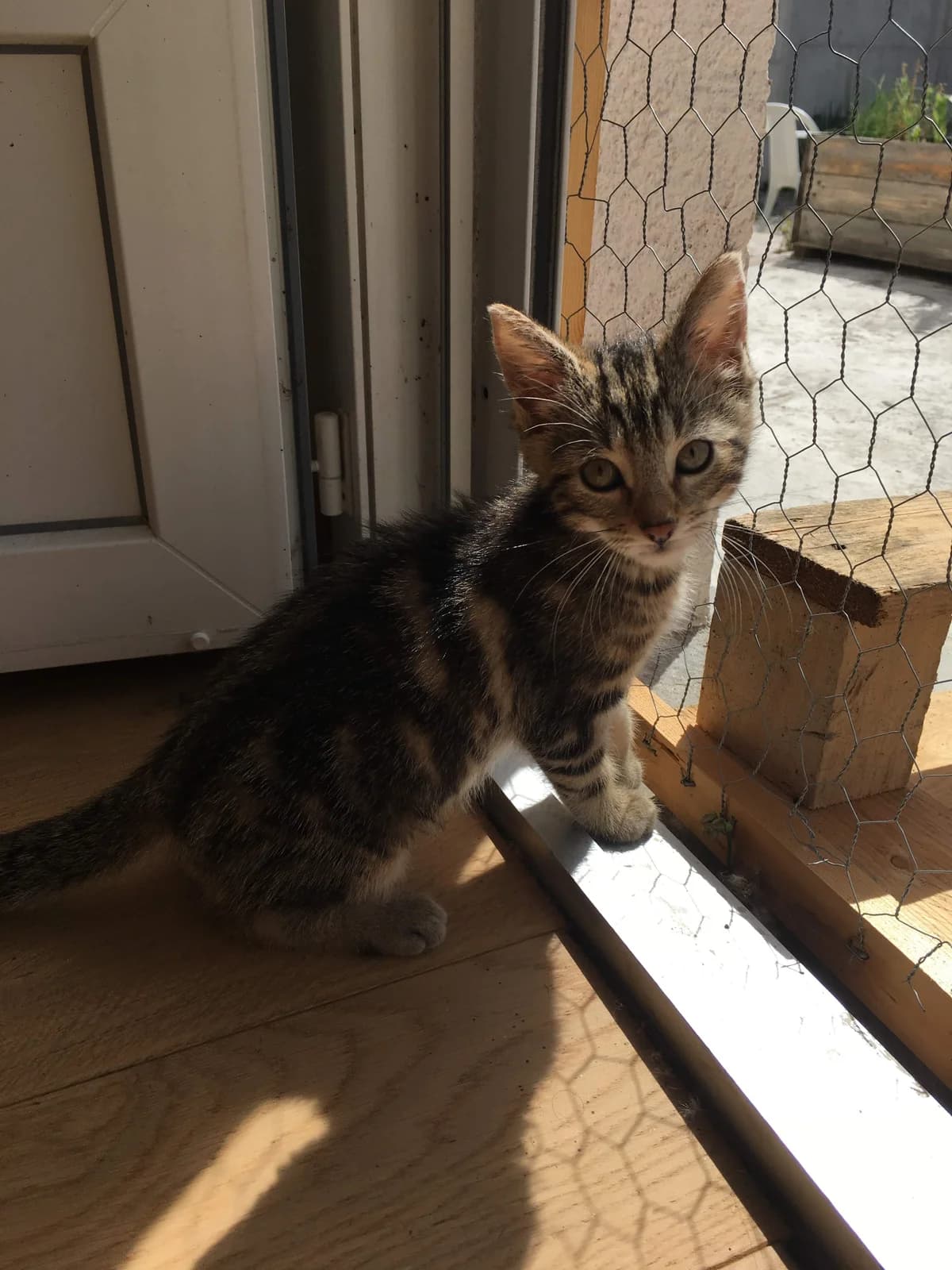 Oukie, female puppy Mixed Breed for adoption at La Patte Normande, Bolleville