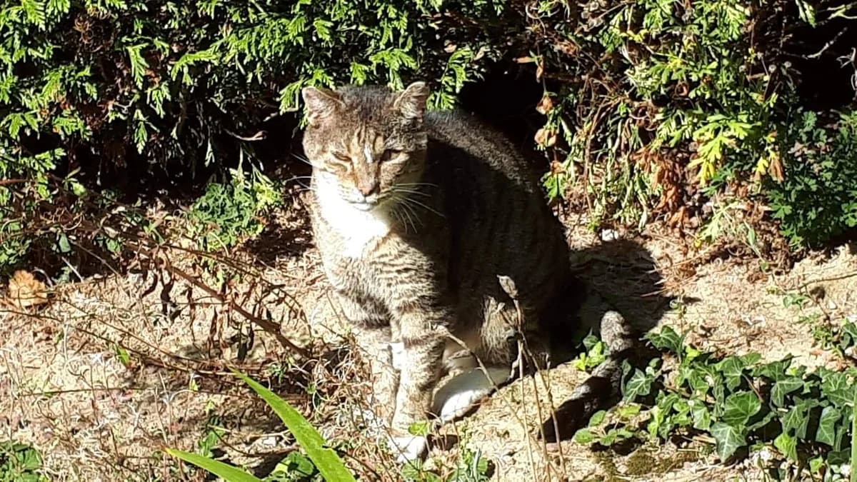 Misti dit Papi chat,  senior Mixed Breed for adoption at La Patte Normande, Bolleville