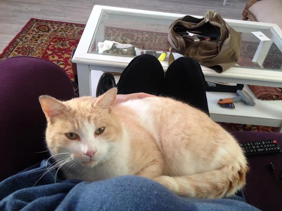 Aramis, male Mixed Breed for adoption at La Patte Normande