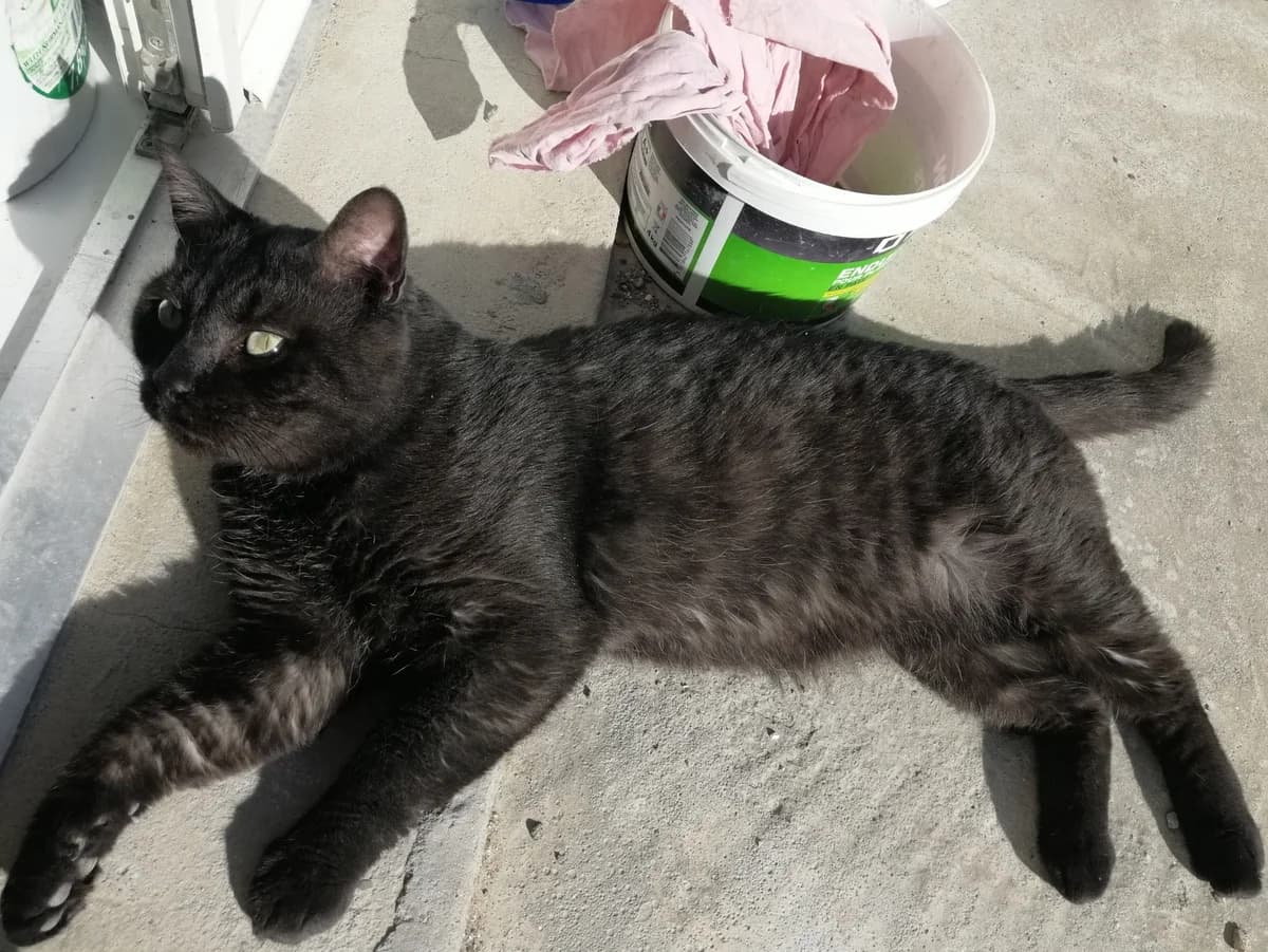 Lucky, male Mixed Breed for adoption at La Patte Normande