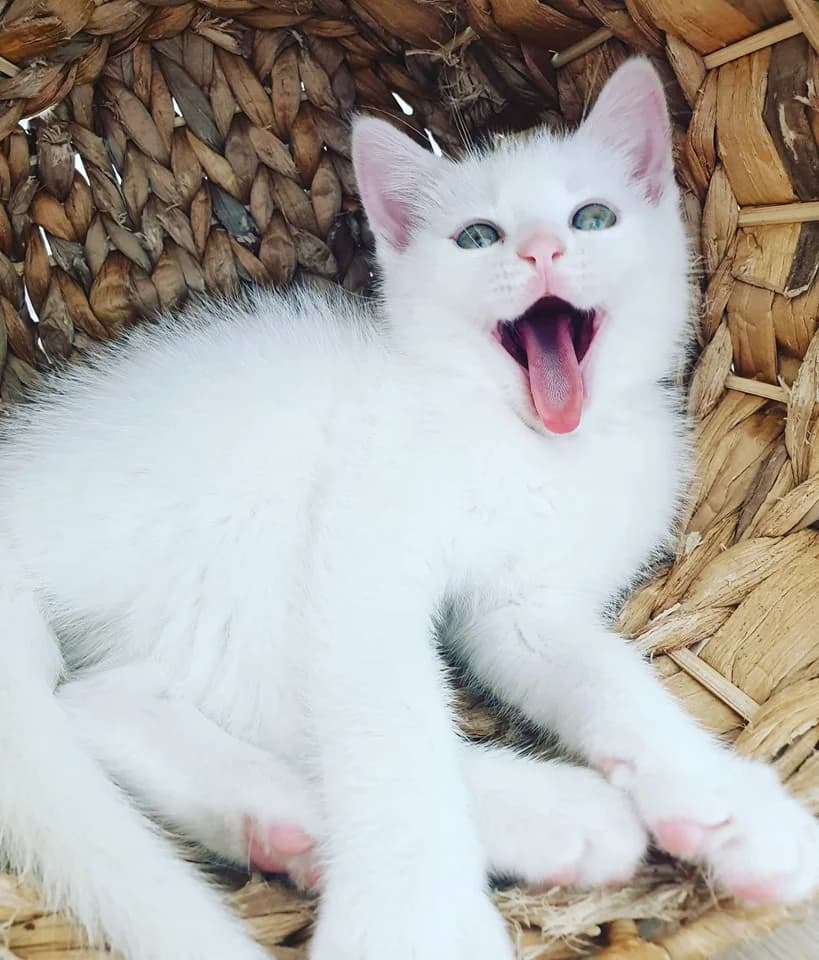 Peter, male Mixed Breed for adoption at La Patte Normande, Bolleville