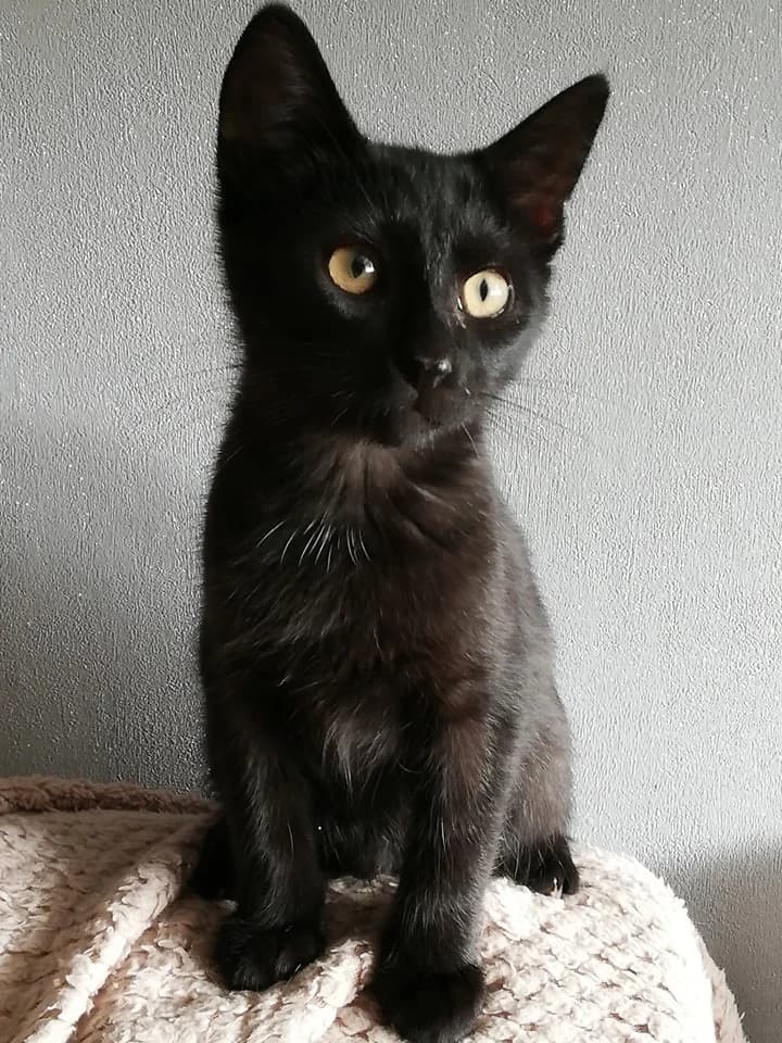 Popsy,  puppy Mixed Breed for adoption at La Patte Normande, Bolleville