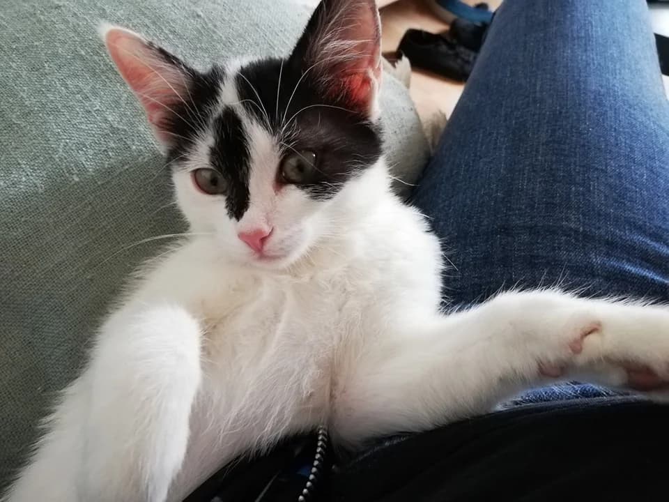 Pâquerette, male Mixed Breed for adoption at La Patte Normande