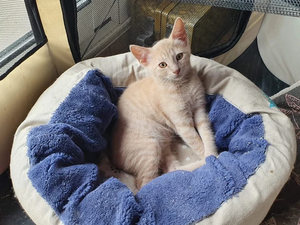 Poichiche, male Mixed Breed for adoption at La Patte Normande