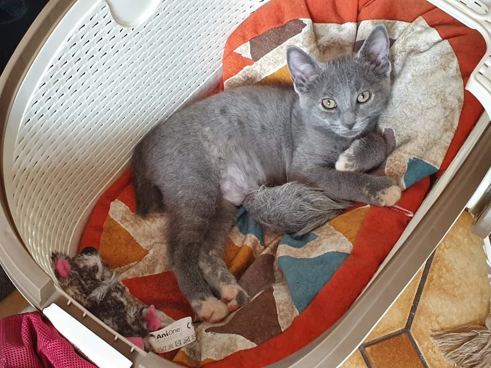 Polka, female Mixed Breed for adoption at La Patte Normande