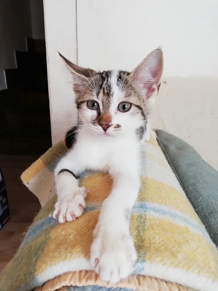 Plouf, male Mixed Breed for adoption at La Patte Normande