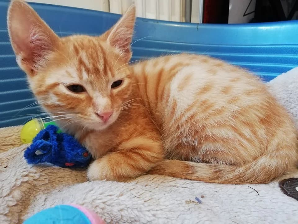 Pollux,  puppy Mixed Breed for adoption at La Patte Normande, Bolleville