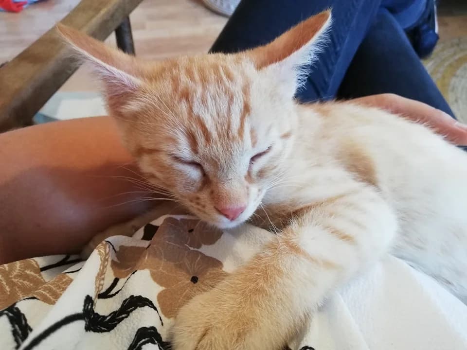 Polochon,  puppy Mixed Breed for adoption at La Patte Normande, Bolleville