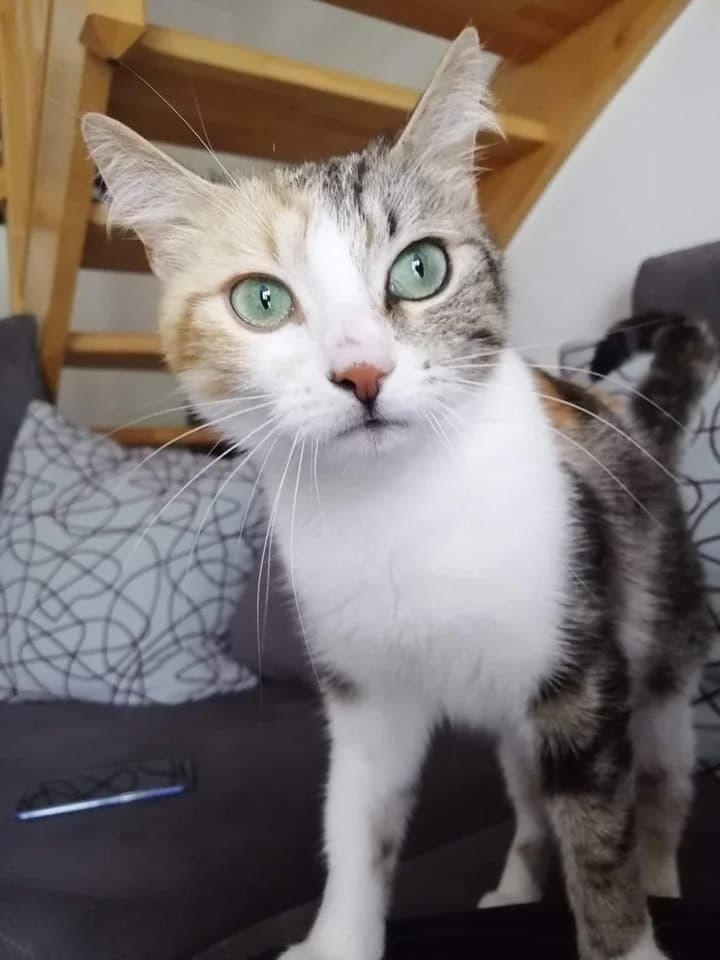 Mélia, male 3yo Mixed Breed for adoption at La Patte Normande, Bolleville