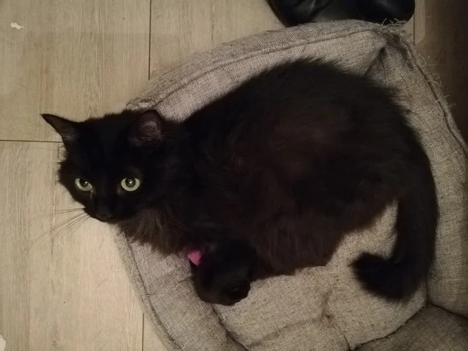 Pelotte,  young Mixed Breed for adoption at La Patte Normande, Bolleville